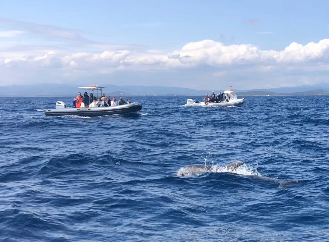 Tour avvistamento delfini Golfo Aranci